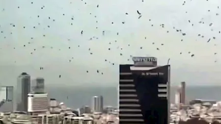 أسراب الغربان في إسرائيل