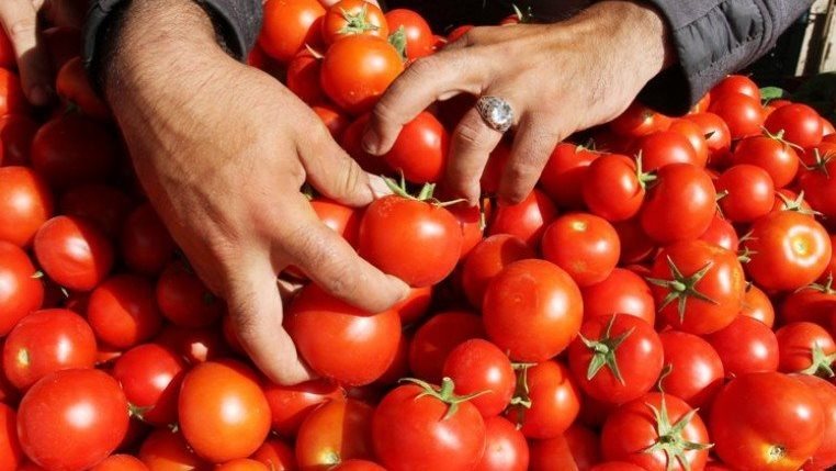 متى تنخفض أسعار الطماطم؟