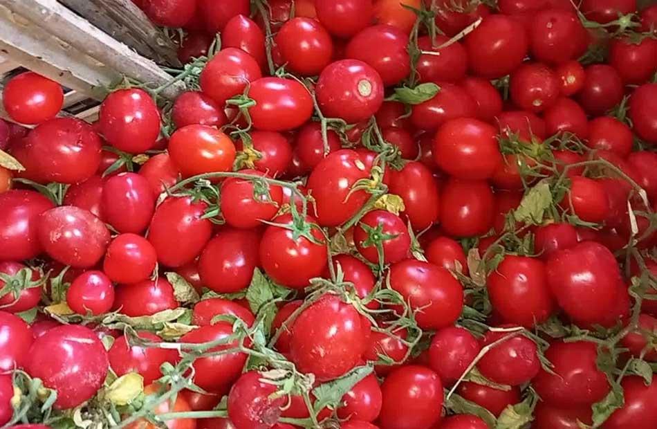 أسعار الطماطم في مصر