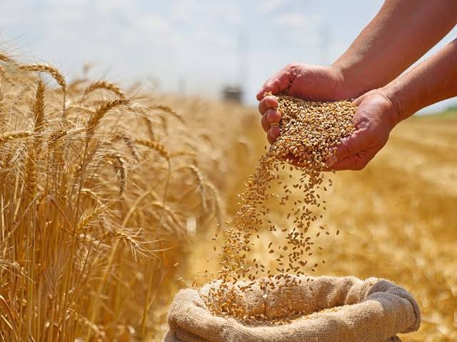 القمح في مصر