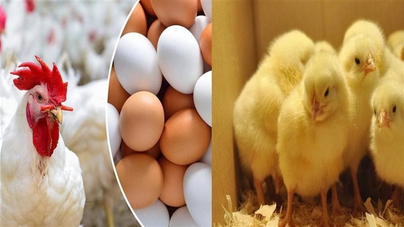 أسعار الدواجن والبيض اليوم