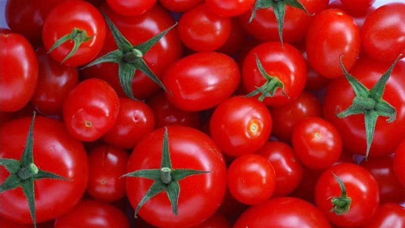 انخفاض 5 جنيهات في أسعار الطماطم بالأسواق