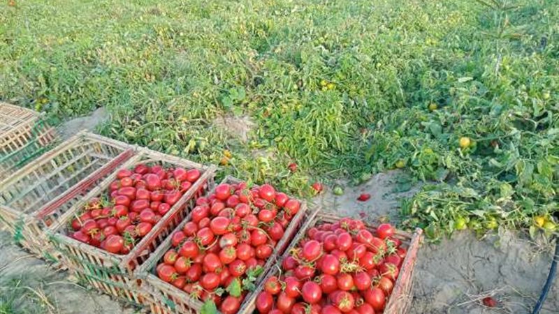 سعر الطماطم اليوم في مصر