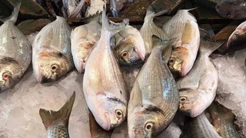 أسعار الأسماك اليوم