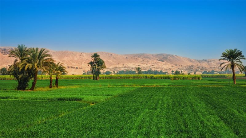 قطاع الزراعة في مصر