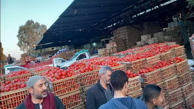 اسباب ارتفاع اسعار الطماطم فى مصر