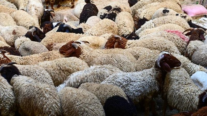 حكم توزيع الأضاحي على غير المسلمين
