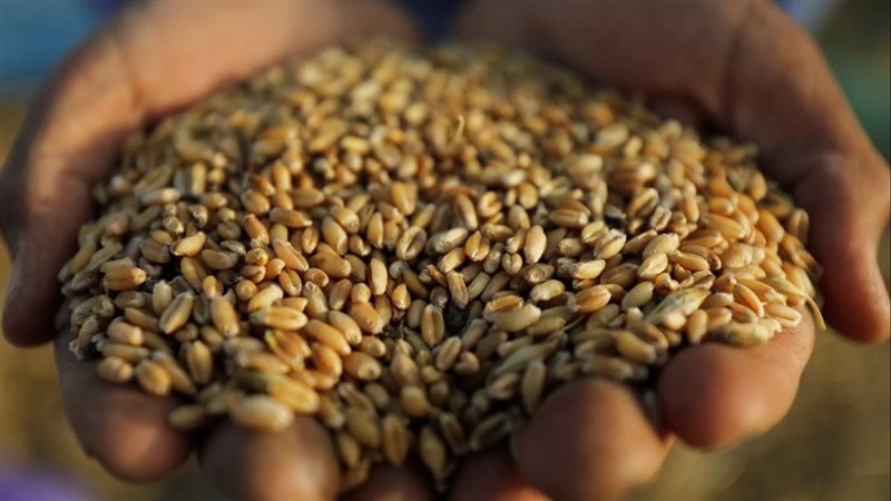 واردات مصر من القمح الروسي 