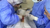 بروتوكول تعاون بين محافظة الجيزة وجامعة القاهرة لتطعيم وتعقيم الكلاب الضالة