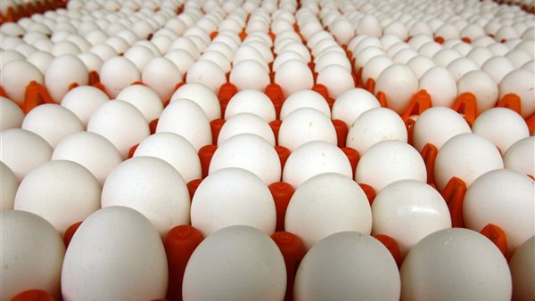 بيض- صورة تعبيرية