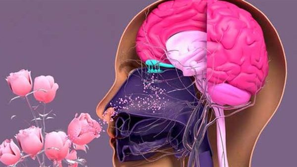 من ذاكرتك العطرية.. أسرار الروائح وتأثيرها على استرجاع الذاك