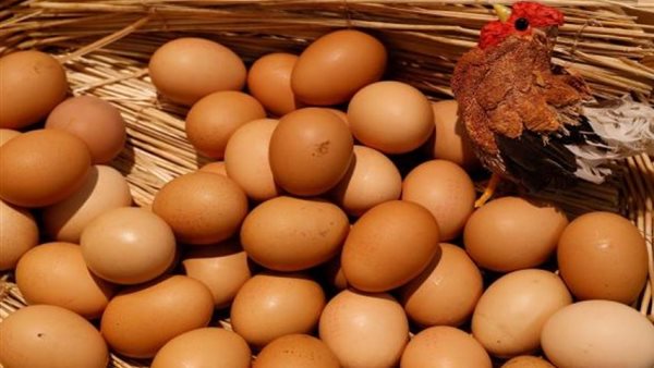 مبادرة تخفيض سعر كرتونة البيض