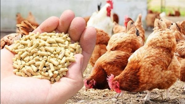 أسعار الدواجن اليوم
