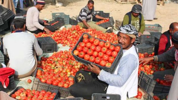 أسعار الطماطم