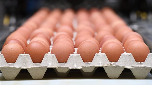 ضخ 6000 طبق بيض في منافذ القابضة للصناعات الغذائية 