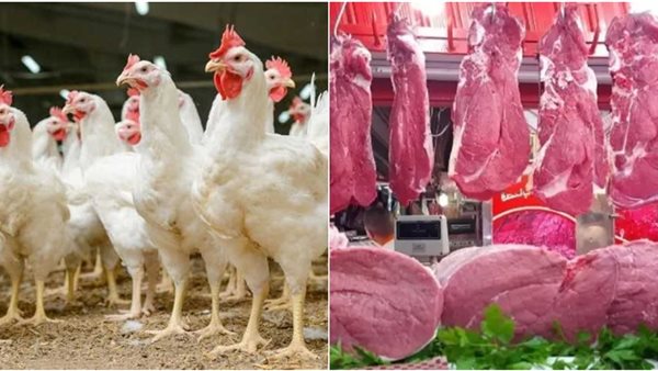 أسعار اللحوم والفراخ في منافذ مؤسسة حياة كريمة