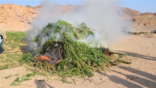 مزرعة بانجو- أرشيفية 