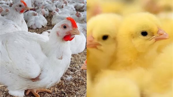 سبب ارتفاع اسعار الدواجن