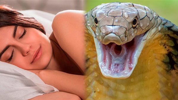 تفسير حلم الثعابين في البيت والخوف منها للمتزوجة
