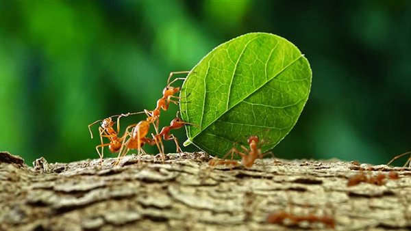 كيف ينجز النمل مهامه اليومية؟