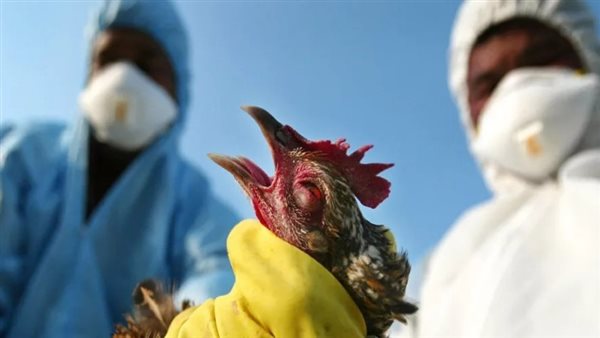 الإصابة بـ إنفلونزا الطيور
