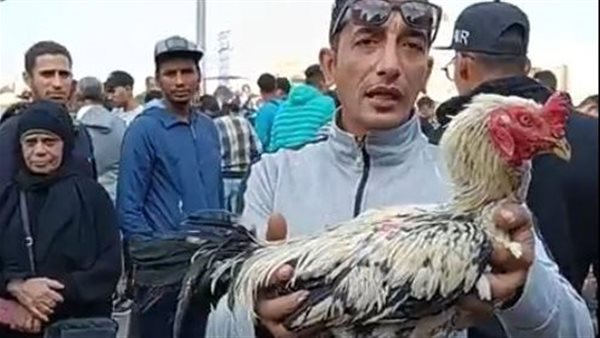 أجمل أنواع الطيور بسوق الإسماعيلية 