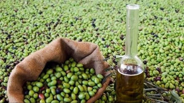 زيت الزيتون