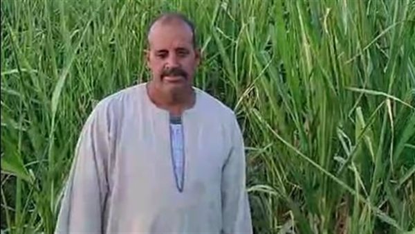 قصب السكر 