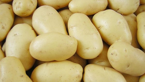 تقاوي البطاطس