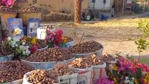 بلح الأقصر 
