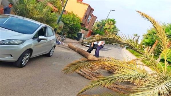 مصرع طالبة سقطت عليها نخلة بالزقازيق 