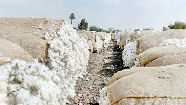تفاصيل مزاد القطن في الوجه البحري