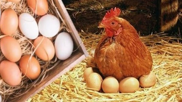 سعر كرتونة البيض اليوم