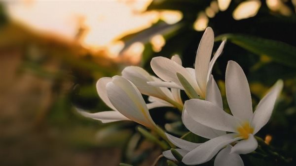 دعاء الصباح المستجاب 
