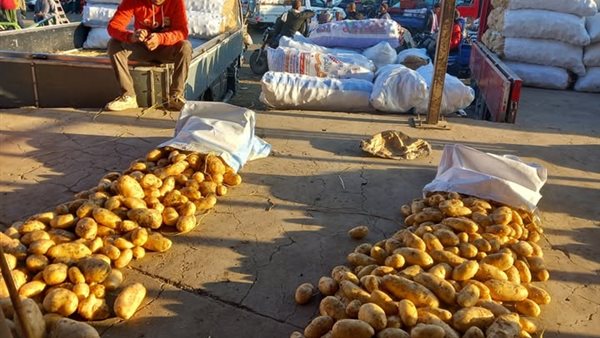 أسعار البطاطس اليوم في سوق العبور