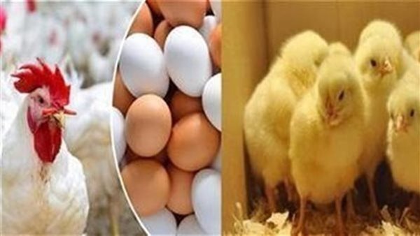 بورصة الدواجن اليوم أسعار الفراخ البيضاء