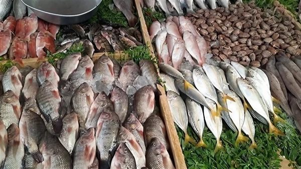 أسعار السمك اليوم
