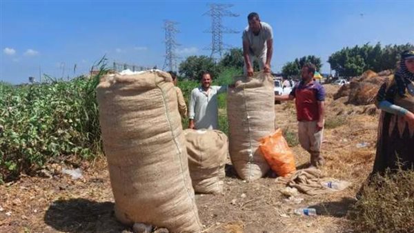 سعر قنطار القطن اليوم في مصر