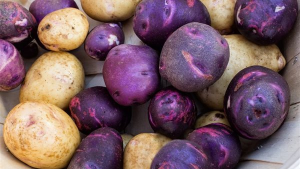 البطاطس الزرقاء