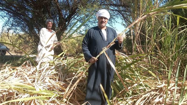 موسم توريد قصب السكر