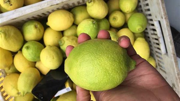 موعد انخفاض سعر الليمون في الأسواق المحلية
