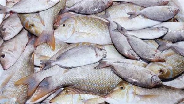تفسير رؤية السمك في المنام