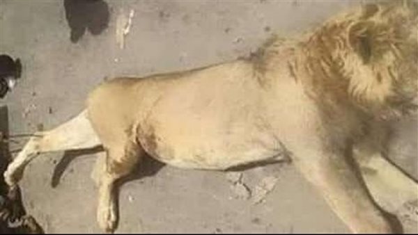 حادث حديقة حيوان الفيوم اليوم 