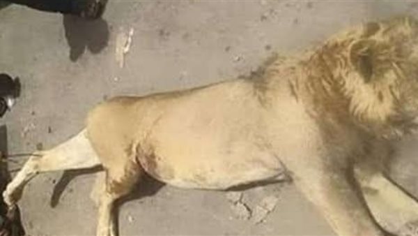 حادث حديقه حيوان الفيوم اليوم