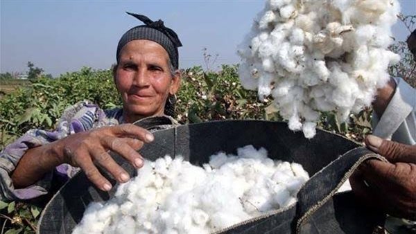 طلب إحاطة بالبرلمان للالتزام بسعر ضمان توريد القطن