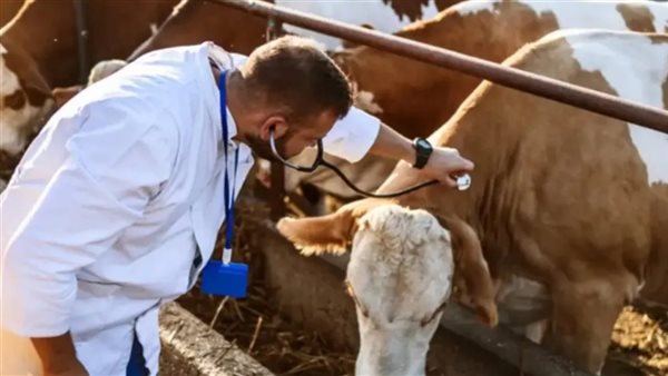 إصابة الابقار الحلوب بإنفلونزا الطيور