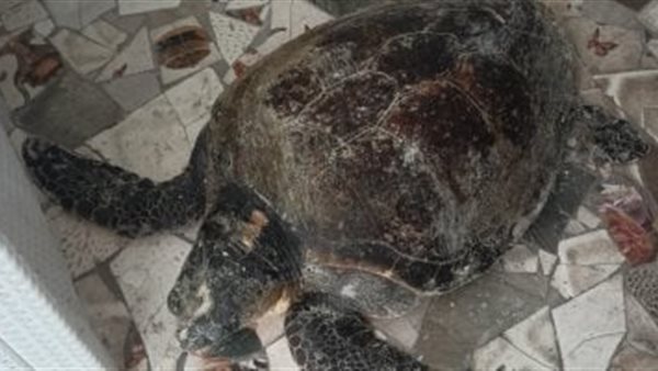 العثور على سلحفاة بحرية عمرها 104 أعوام على سواحل الإسكندرية
