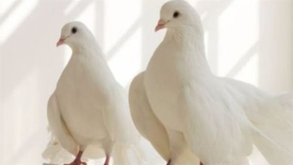 تفسير رؤية الحمام الأبيض في المنام