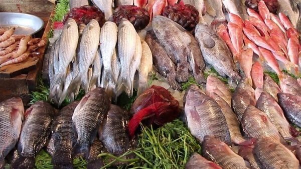 أسعار السمك اليوم في مصر