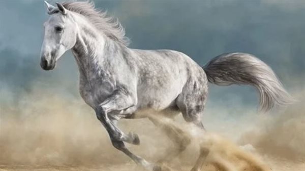 تفسير رؤية الحصان في المنام 